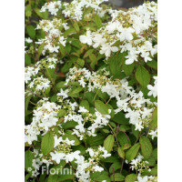 Kalina japońska 'Snowflake' Viburnum plicatum
