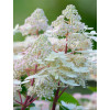 Hortensja bukietowa 'Early Harry' | Hydrangea paniculata