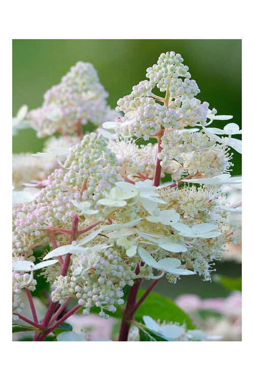Hortensja bukietowa 'Early Harry' | Hydrangea paniculata