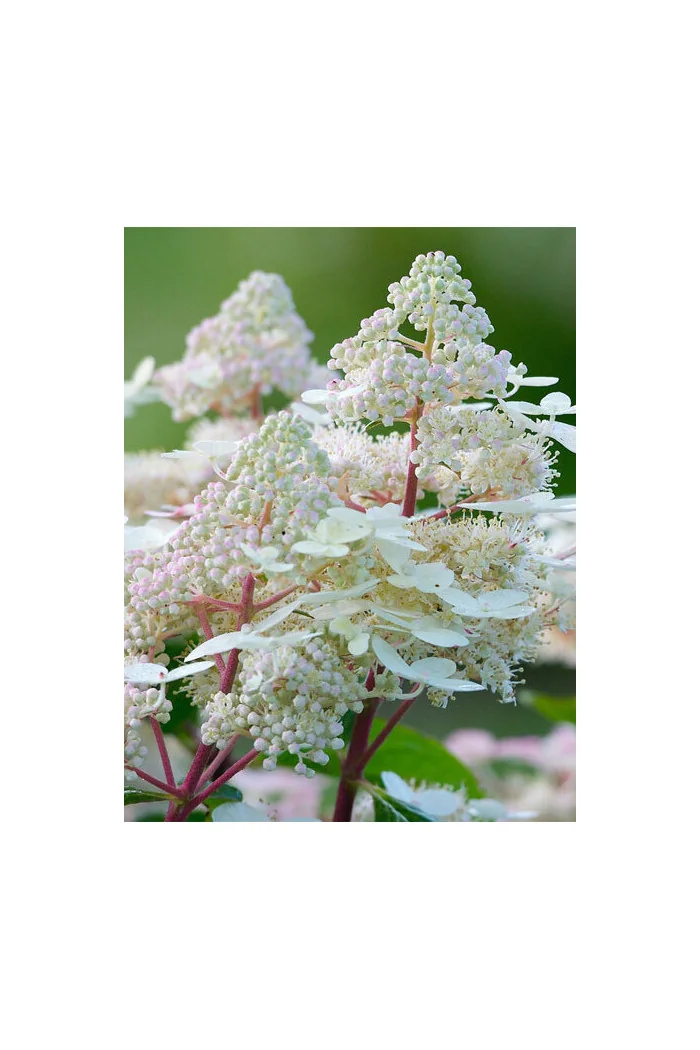 Hortensja bukietowa 'Early Harry' | Hydrangea paniculata