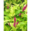 Rdest 'Golden Arrow' Persicaria amplexicaulis