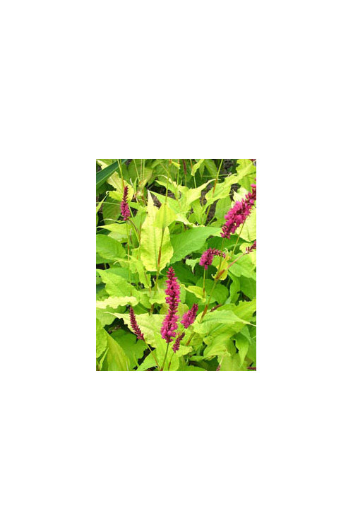 Rdest 'Golden Arrow' Persicaria amplexicaulis