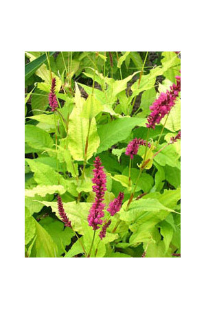 Rdest 'Golden Arrow' Persicaria amplexicaulis