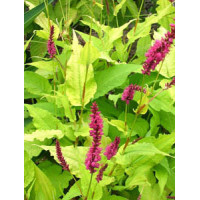 Rdest 'Golden Arrow' Persicaria amplexicaulis
