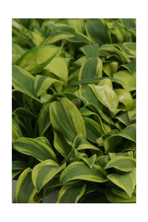 Funkia 'Gemini Moon' Hosta