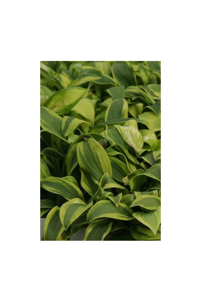 Funkia 'Gemini Moon' Hosta