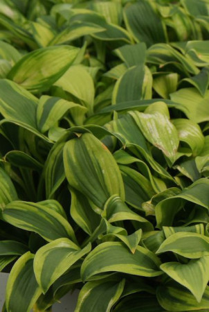 Funkia 'Gemini Moon' Hosta
