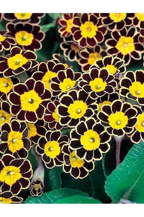 Pierwiosnek 'Gold Lace Dark' Primula victoriana