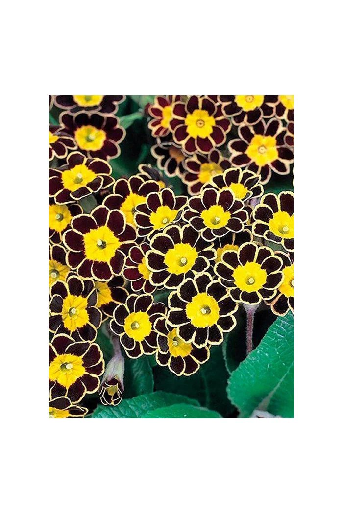 Pierwiosnek 'Gold Lace Dark' Primula victoriana