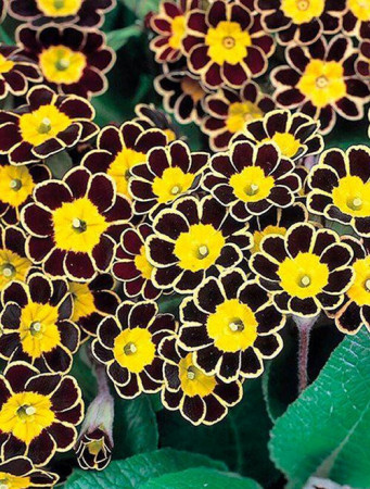 Pierwiosnek 'Gold Lace Dark' Primula victoriana