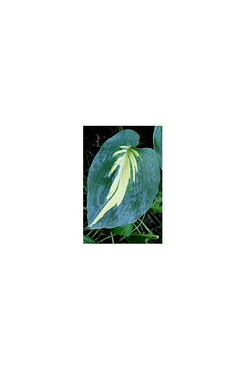 Funkia 'Lakeside Cupcake' | Hosta