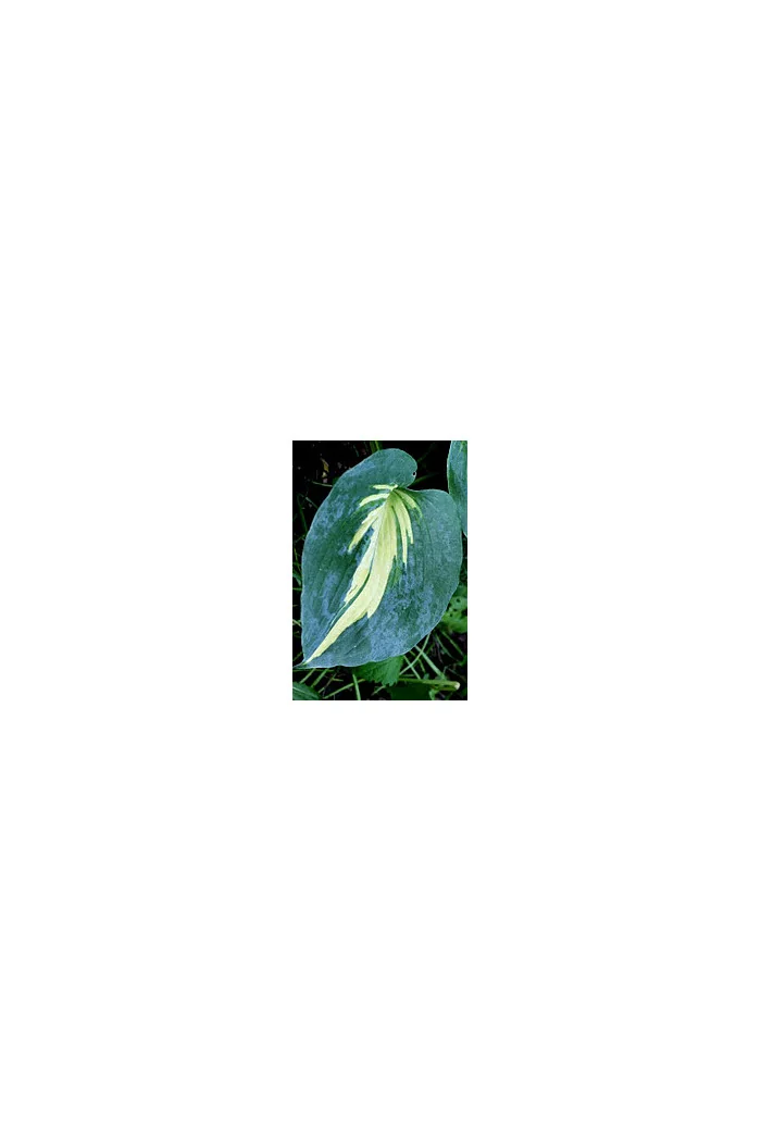 Funkia 'Lakeside Cupcake' | Hosta