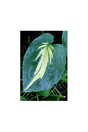 Funkia 'Lakeside Cupcake' | Hosta