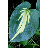 Funkia 'Lakeside Cupcake' | Hosta
