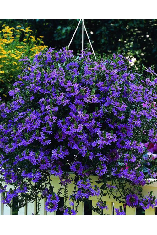 Czubatka ubiorkolistna, brachycome