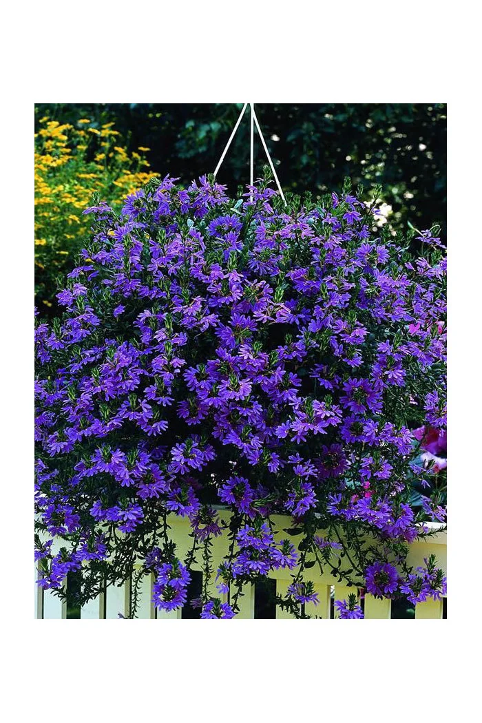 Czubatka ubiorkolistna, brachycome