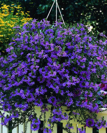 Czubatka ubiorkolistna, brachycome