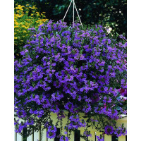 Czubatka ubiorkolistna, brachycome