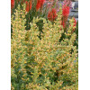 Kłosowiec 'Kudos Yellow' Agastache