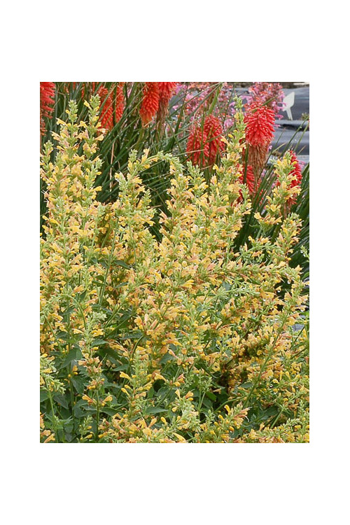 Kłosowiec 'Kudos Yellow' Agastache