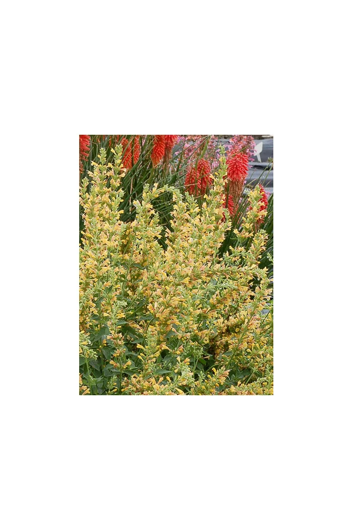Kłosowiec 'Kudos Yellow' Agastache