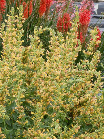 Kłosowiec 'Kudos Yellow' Agastache