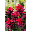 Pysznogłówka 'Fireball' | Monarda