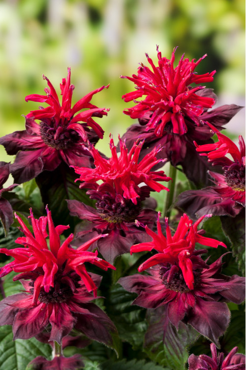 Pysznogłówka 'Fireball' | Monarda