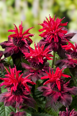 Pysznogłówka 'Fireball' | Monarda