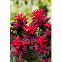 Pysznogłówka 'Fireball' | Monarda