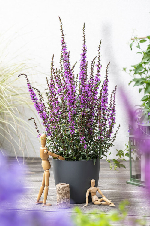 Krwawnica 'Luminara Lilac' | Lythrum