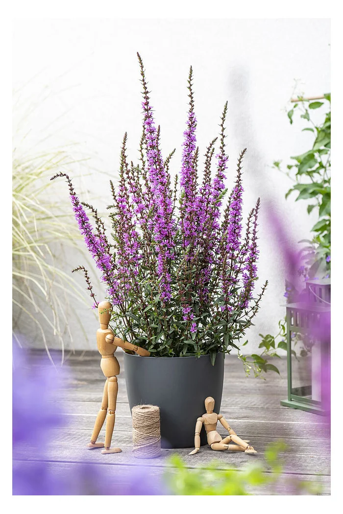 Krwawnica 'Luminara Lilac' | Lythrum