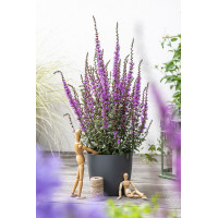 Krwawnica 'Luminara Lilac' | Lythrum