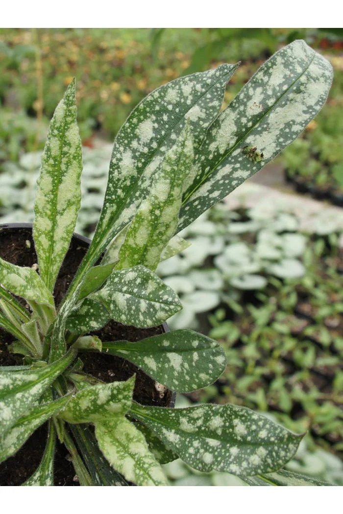 Miodunka długolistna Pulmonaria cevennensis