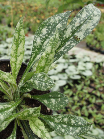 Miodunka długolistna Pulmonaria cevennensis