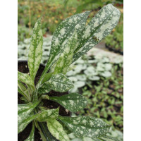 Miodunka długolistna Pulmonaria cevennensis