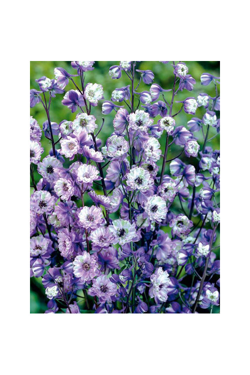 Ostróżka ogrodowa La Boheme, Delphinium