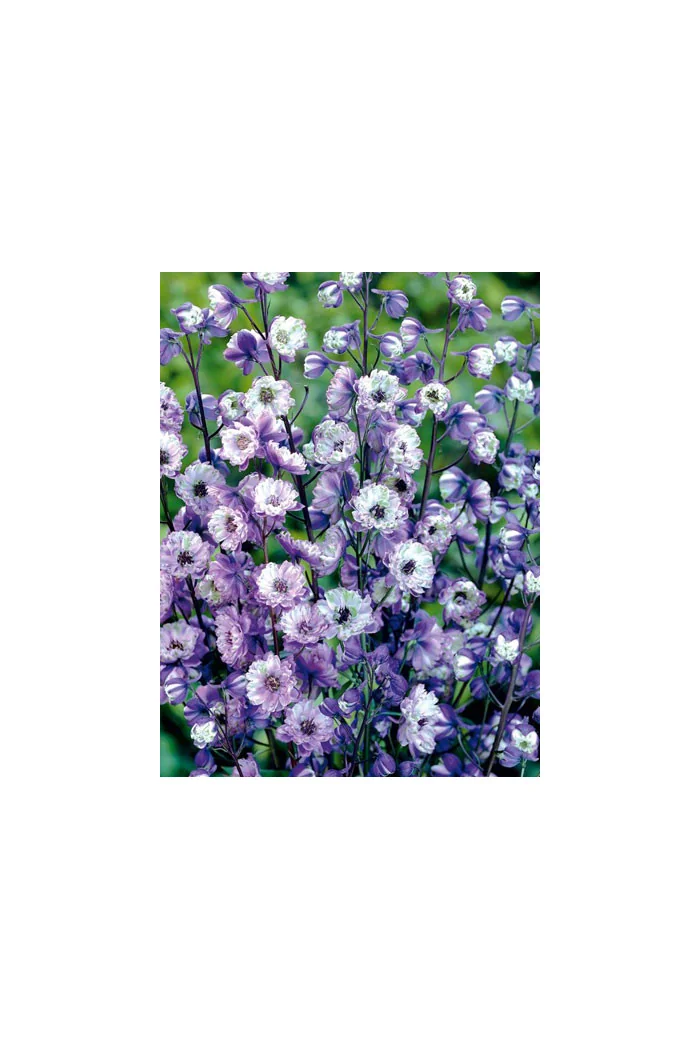 Ostróżka ogrodowa La Boheme, Delphinium