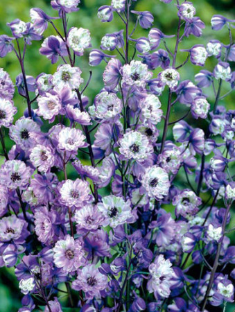 Ostróżka ogrodowa La Boheme, Delphinium