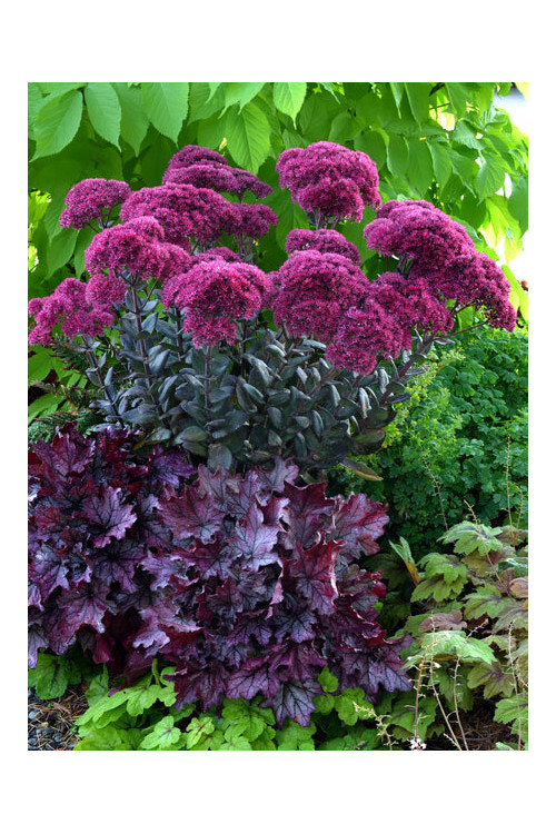 Rozchodnik 'Thunderhead' | Sedum