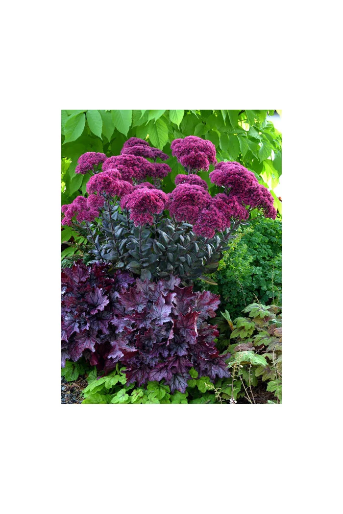 Rozchodnik 'Thunderhead' | Sedum