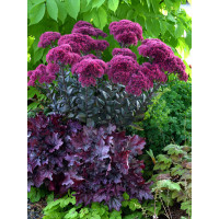 Rozchodnik 'Thunderhead' | Sedum