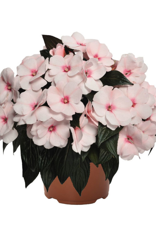 Niecierpek nowogwinejski 'Magnum White Blush' div class'lat' Impatiens /div