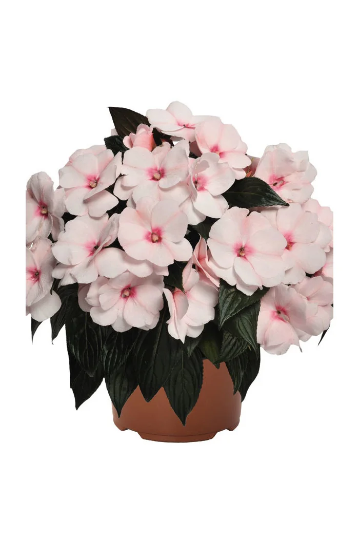 Niecierpek nowogwinejski 'Magnum White Blush' div class'lat' Impatiens /div