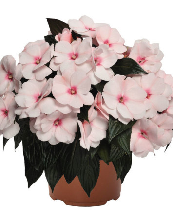 Niecierpek nowogwinejski 'Magnum White Blush' div class'lat' Impatiens /div