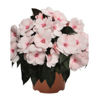 Niecierpek nowogwinejski 'Magnum White Blush' div class'lat' Impatiens /div