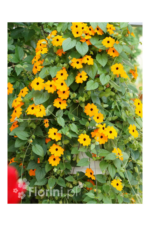 Tunbergia pomarańczowa | Thunbergia