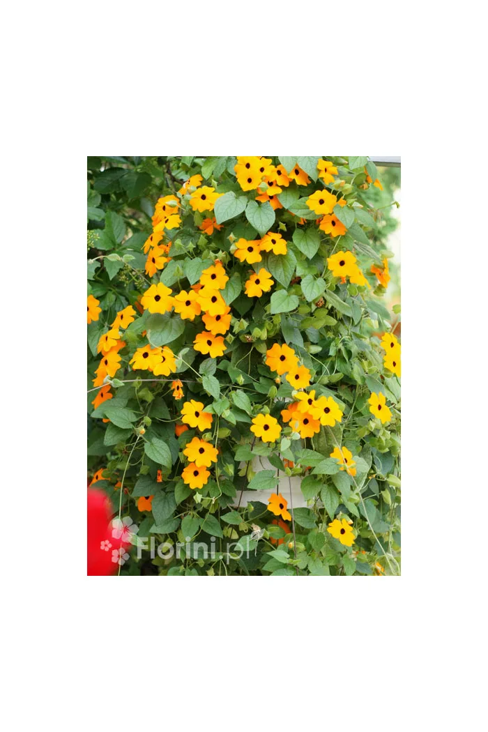 Tunbergia pomarańczowa | Thunbergia