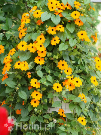 Tunbergia pomarańczowa | Thunbergia