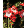 Penstemon hartwega 'Polaris Red' Penstemon hartwegii